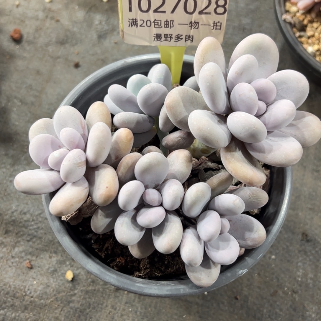 1027028 蛋黄奶群