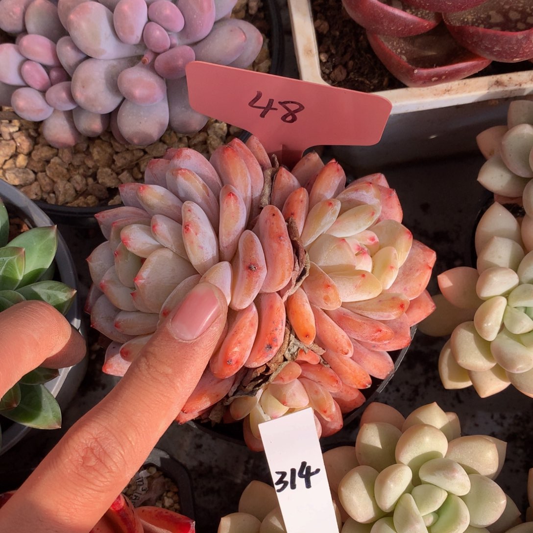 星颖橙子7272727272727