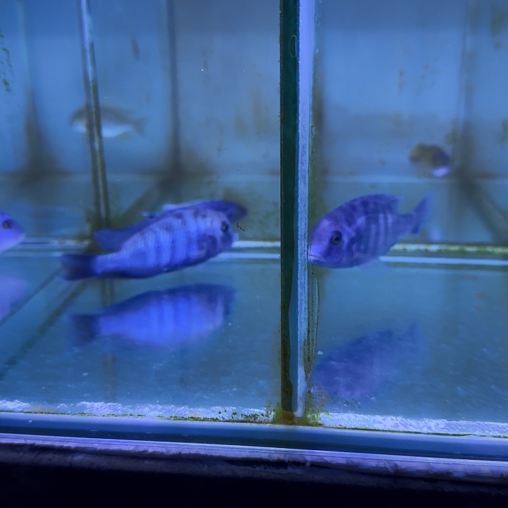 清****慈鲷鱼259号261号111111