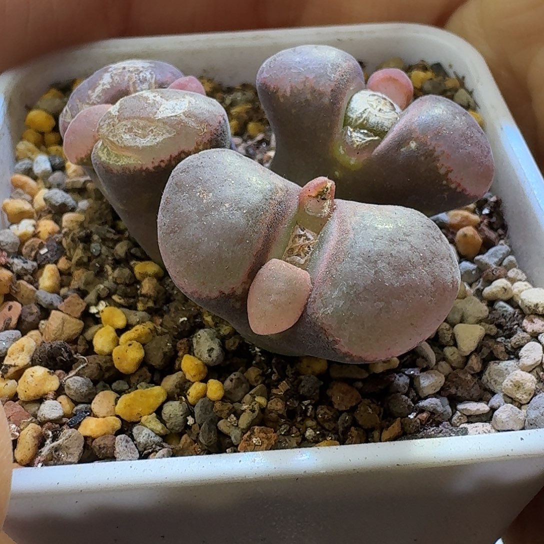 23号三头炸窗风铃特价