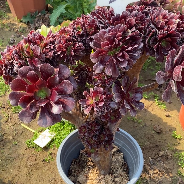 12231223欧紫缀化22号