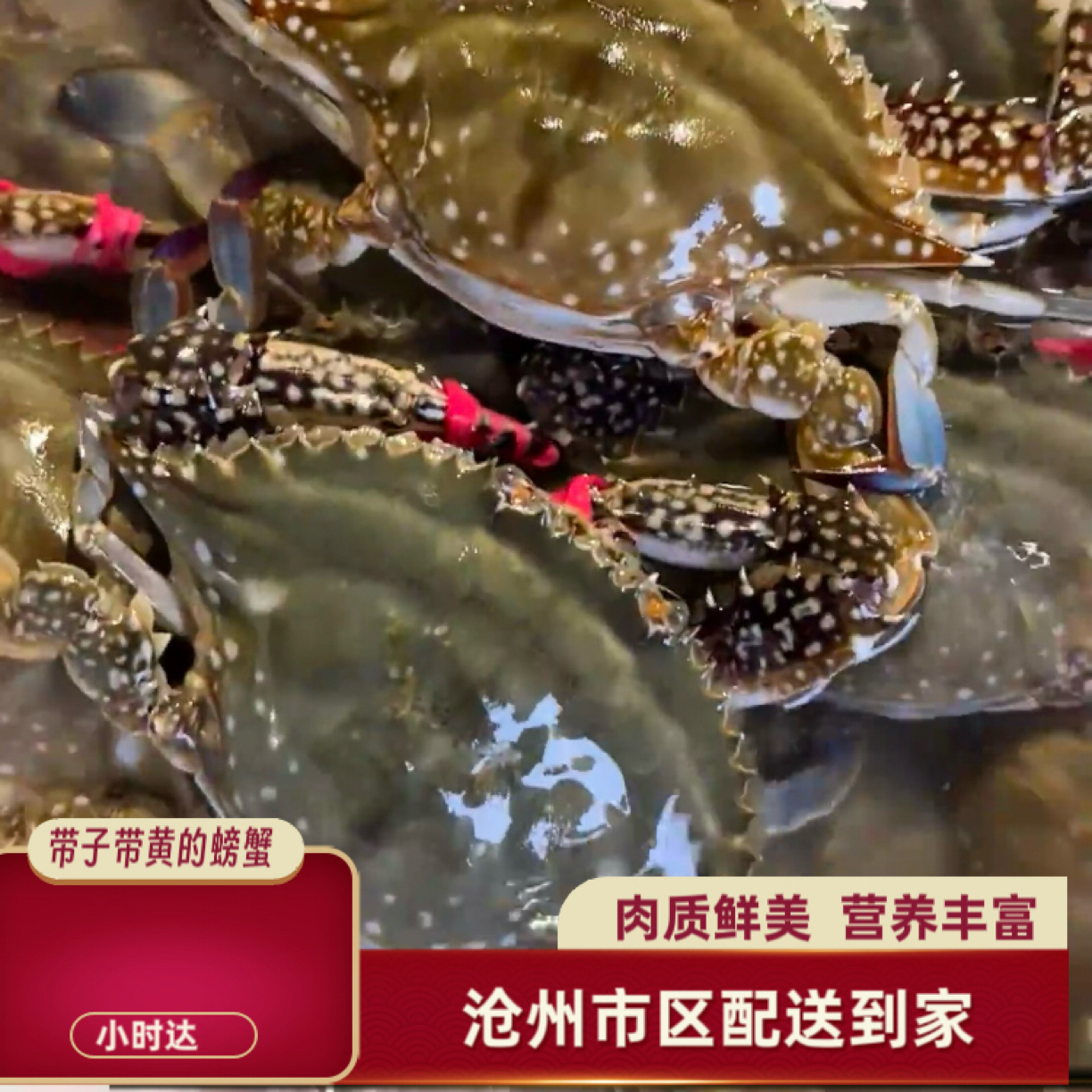 带子带黄母蟹【保鲜不保活】黄骅3斤10只左右3两左右一只