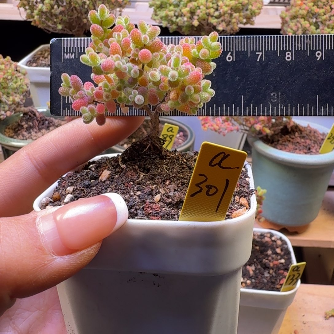 a301号橘子糖冠服5厘米左右