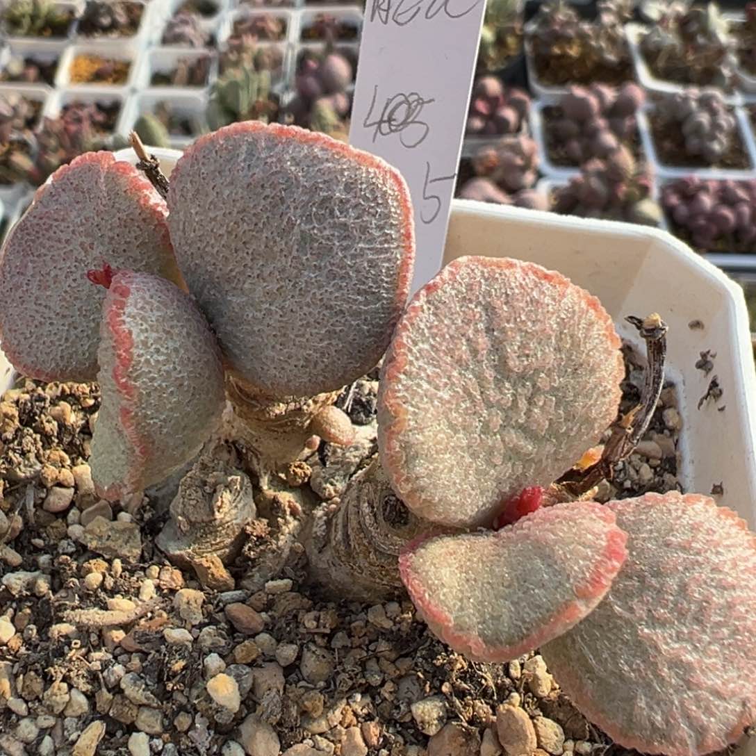 妖姬多头纯木质桩多肉植物