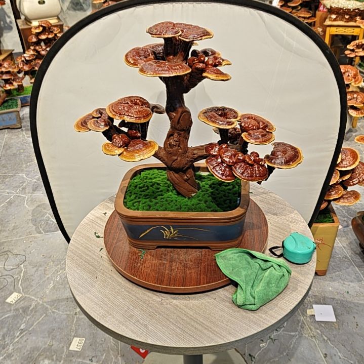 古***?灵芝盆景灵芝盆景