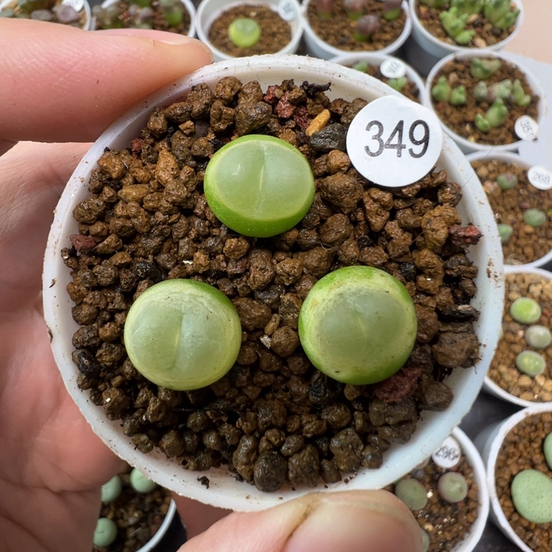 拉登一颗脱土3490000