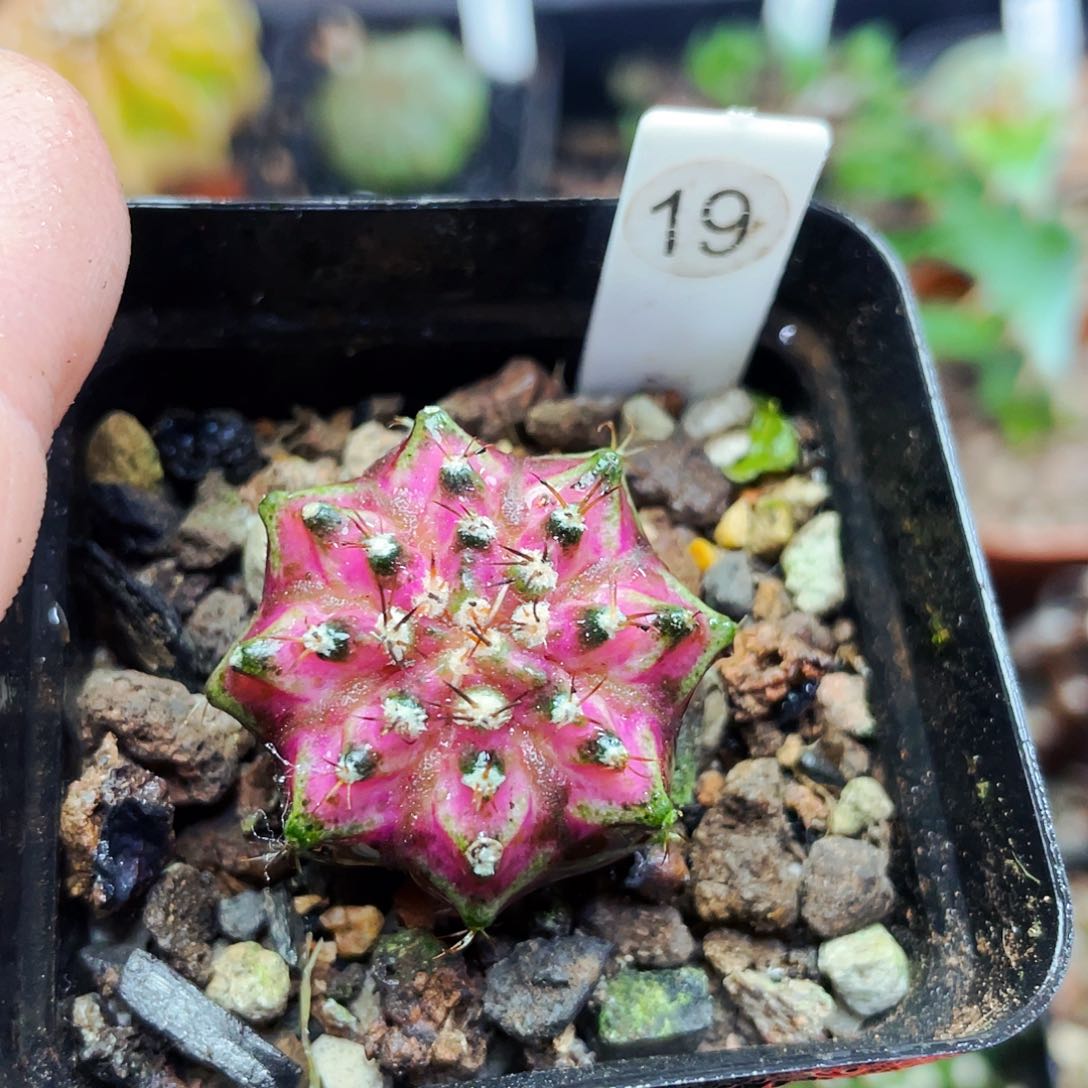 非偏远地区满25包邮仙人球