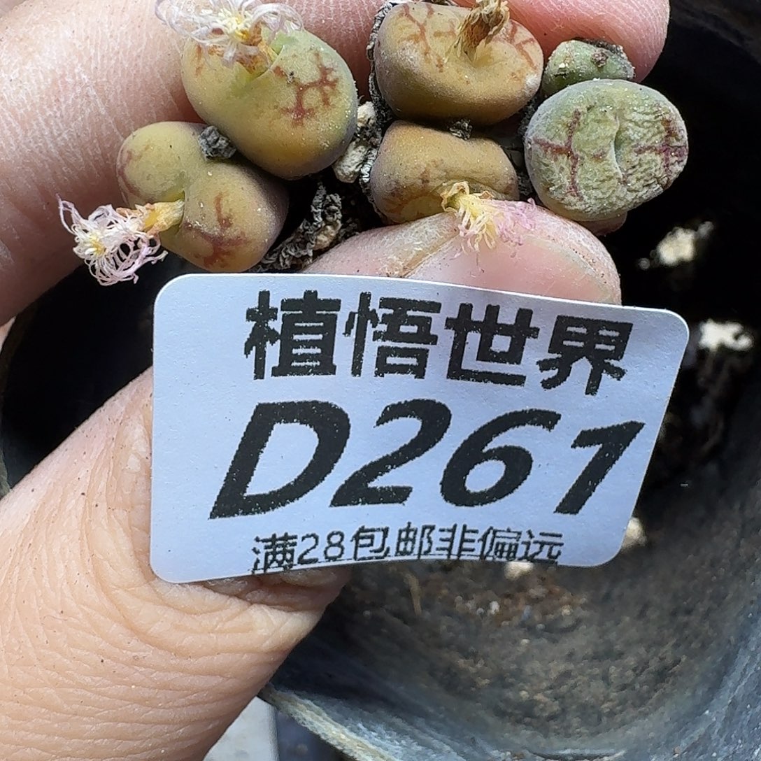 多肉植物的润泽fgb