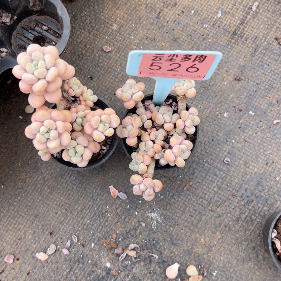 随***%云尘多肉一物一拍526