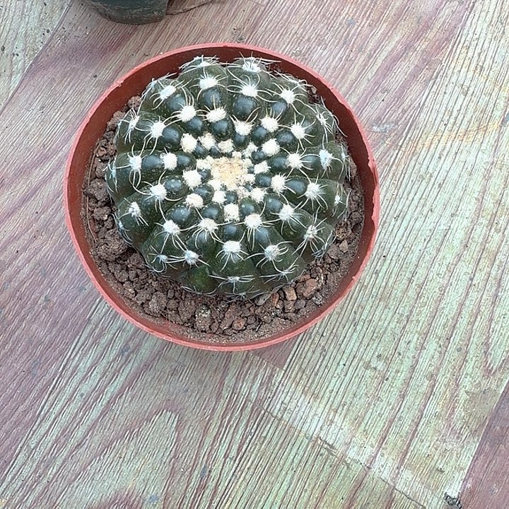 北***顺北顺一物一拍包邮带盆 土