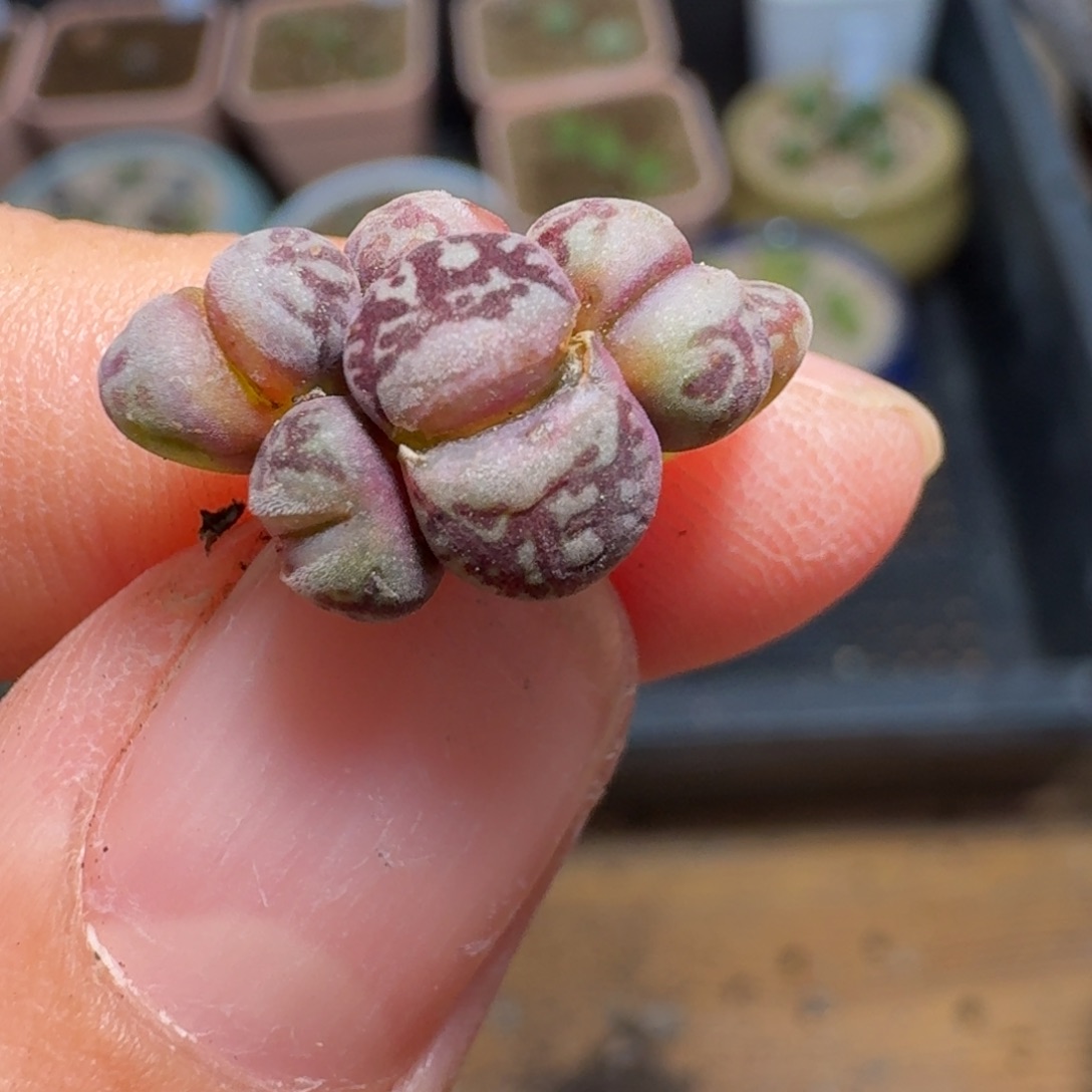 池*4-378p p p p p p p