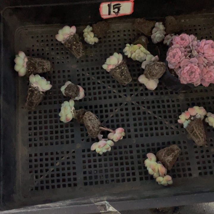 Y***艳15号筐带盆土发货