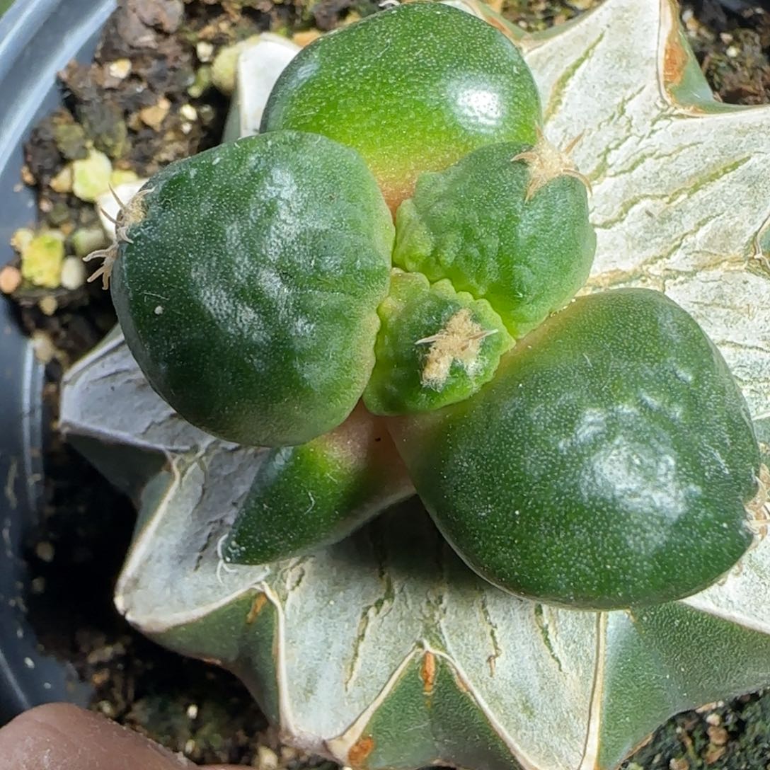 【闪购商品】乒乓球满叶怒949