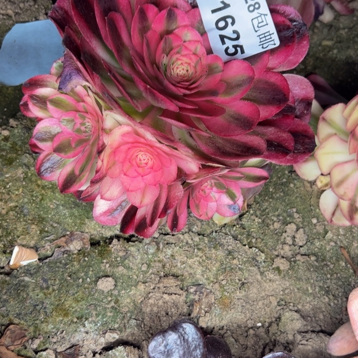 11625南荔枝多肉植物