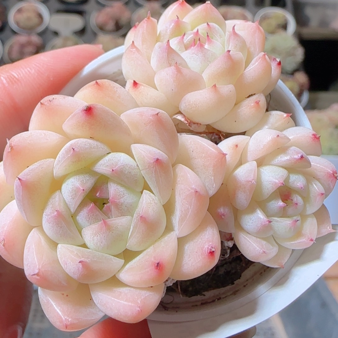 花语多肉1212-363粉魔仙散