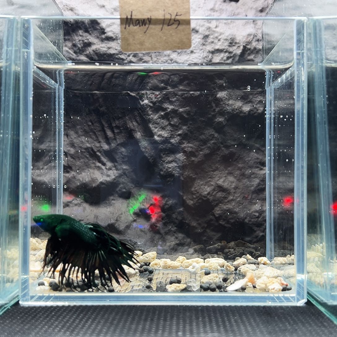 斗鱼精品精品精品精品精品