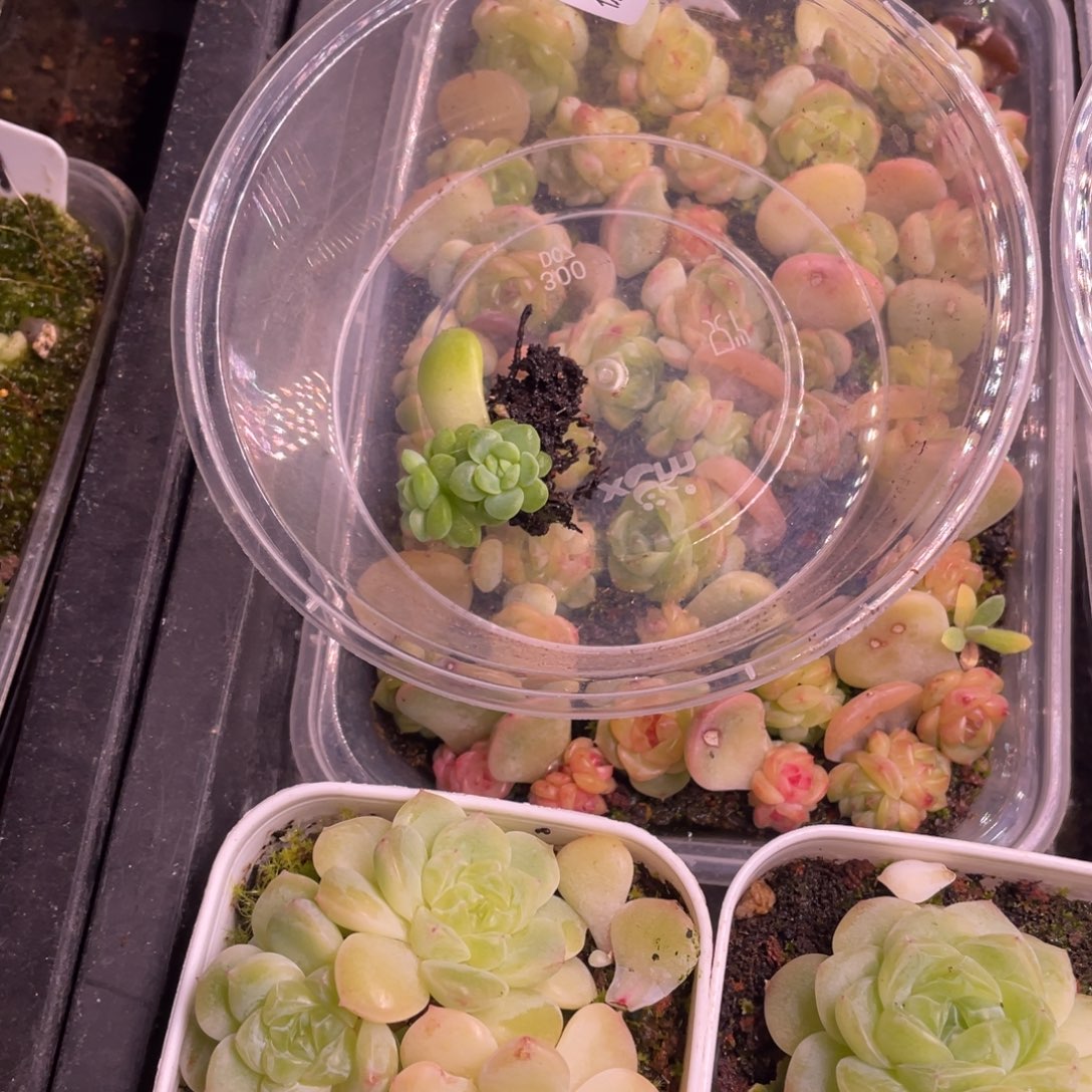 堇***东云k8一物一拍581.