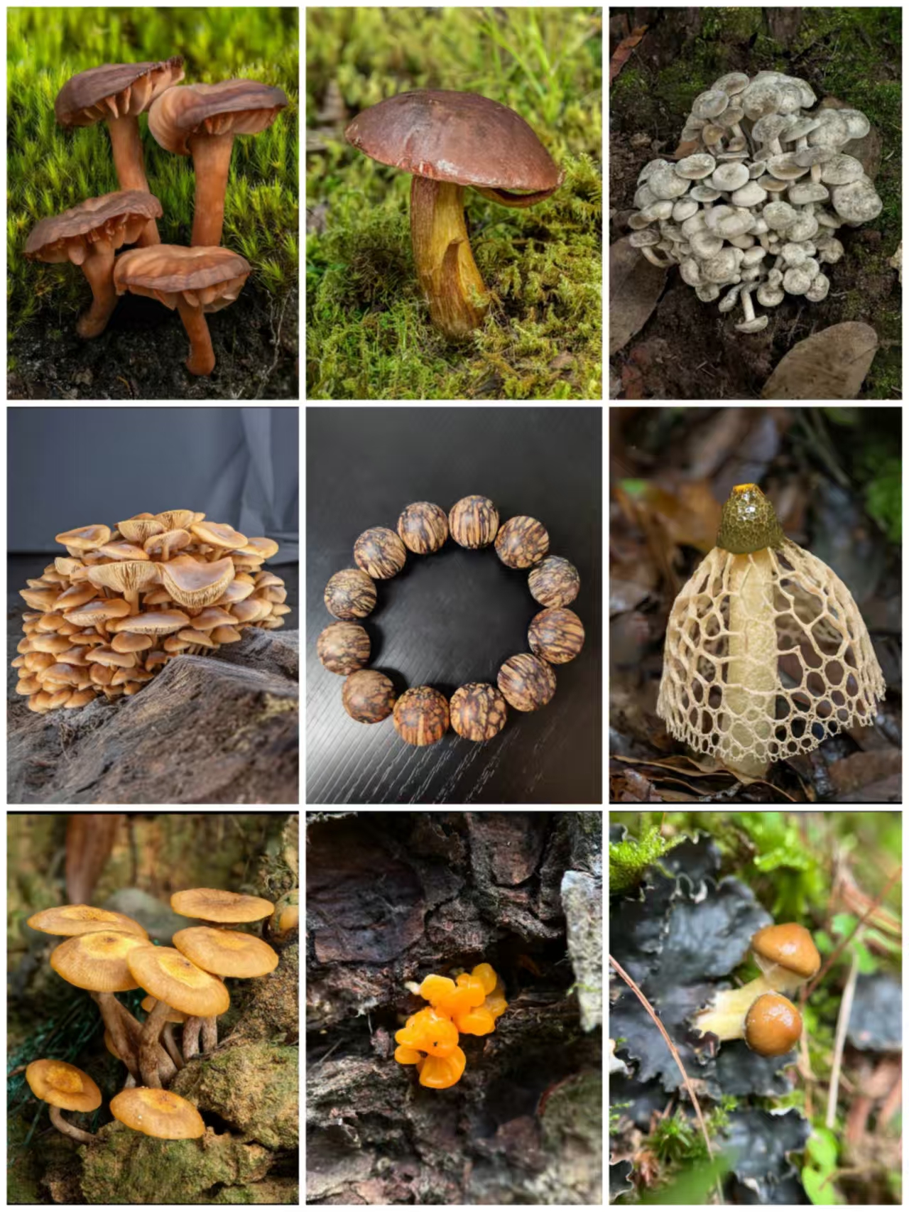 【中越收好货】A0325