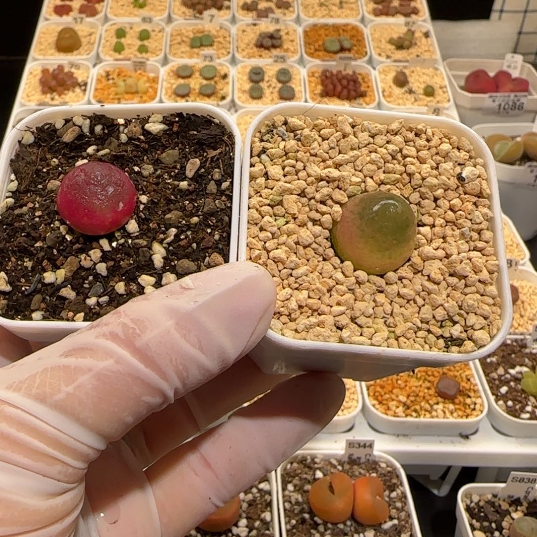 肉锥多肉植物百科30-灯泡1133