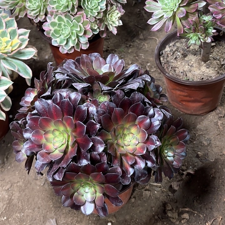 多肉植物法师安娜48