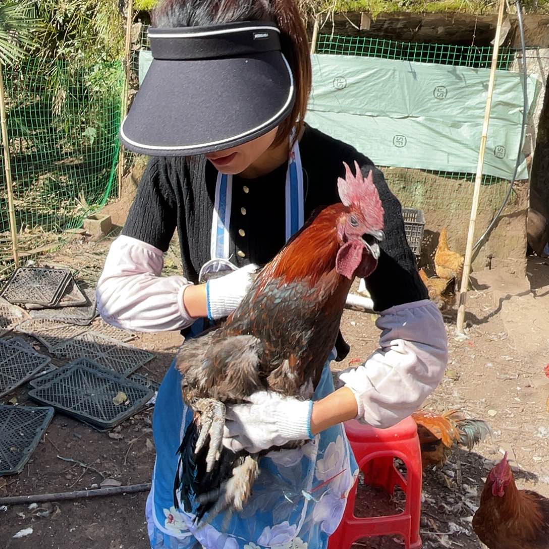 211111111中国大陆包装58号活鸡发货