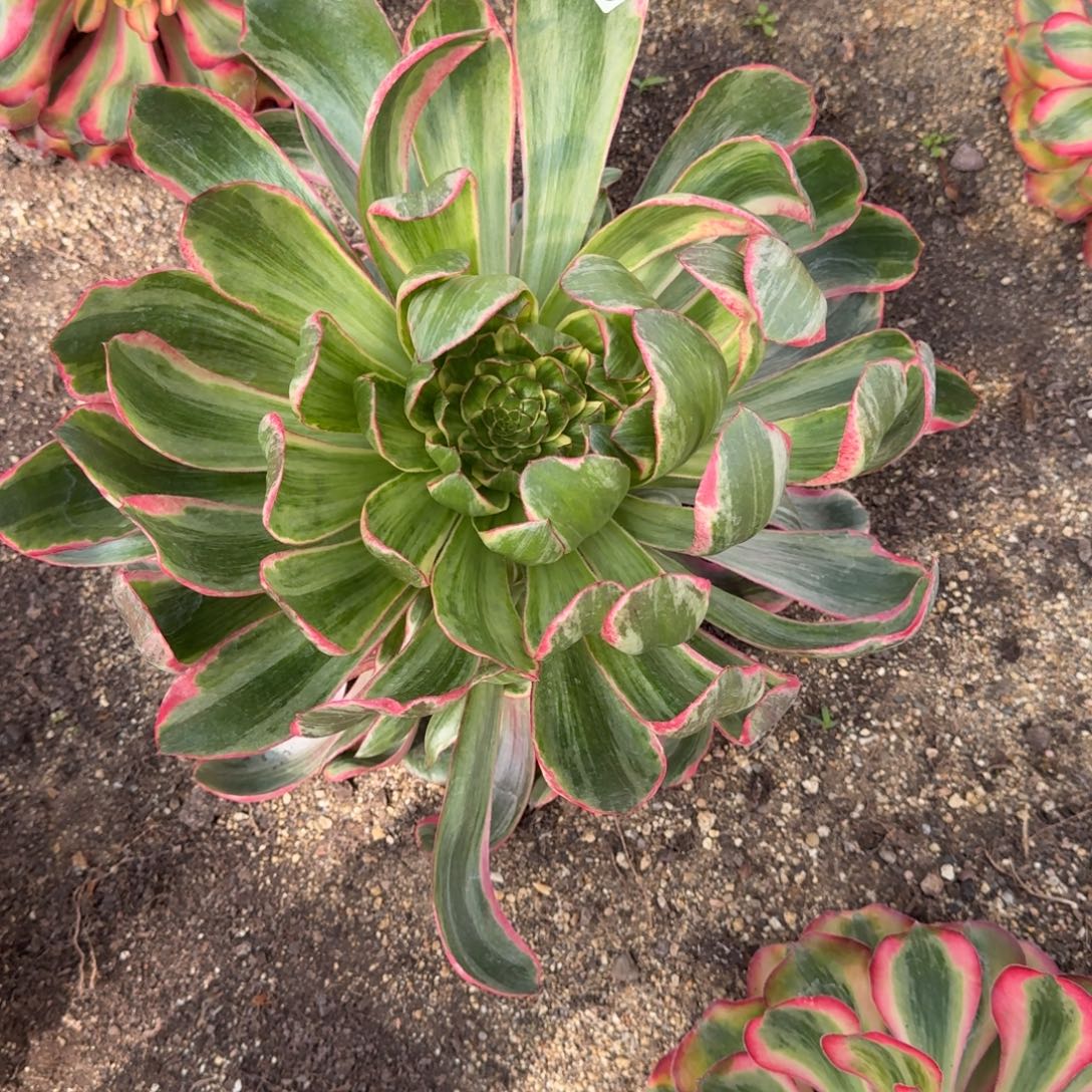 311多肉植物恶魔之眼