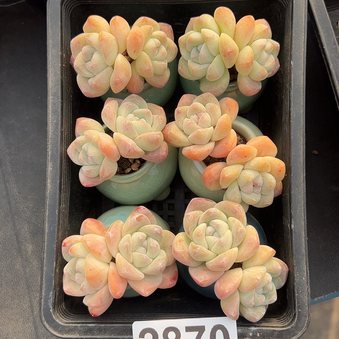 2870，六个双头冰玉带盆发的