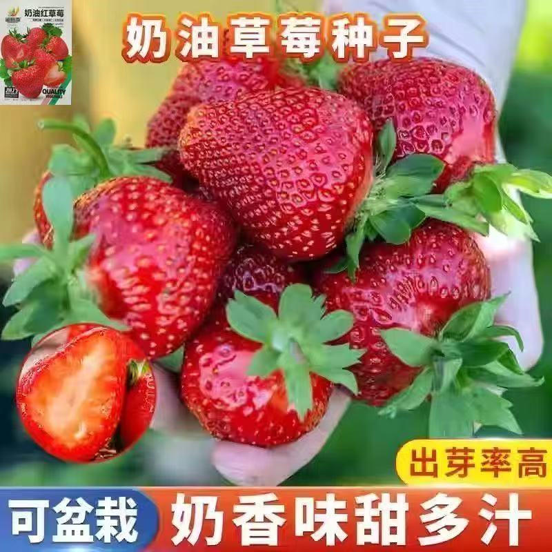 原厂装草莓种子四季种植奶油草莓籽四季草莓籽草莓种籽子四季菜种