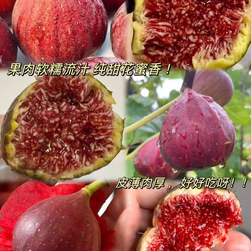 【带土带叶带果】无花果树苗盆栽地栽当年结果南北方种植耐寒矮化