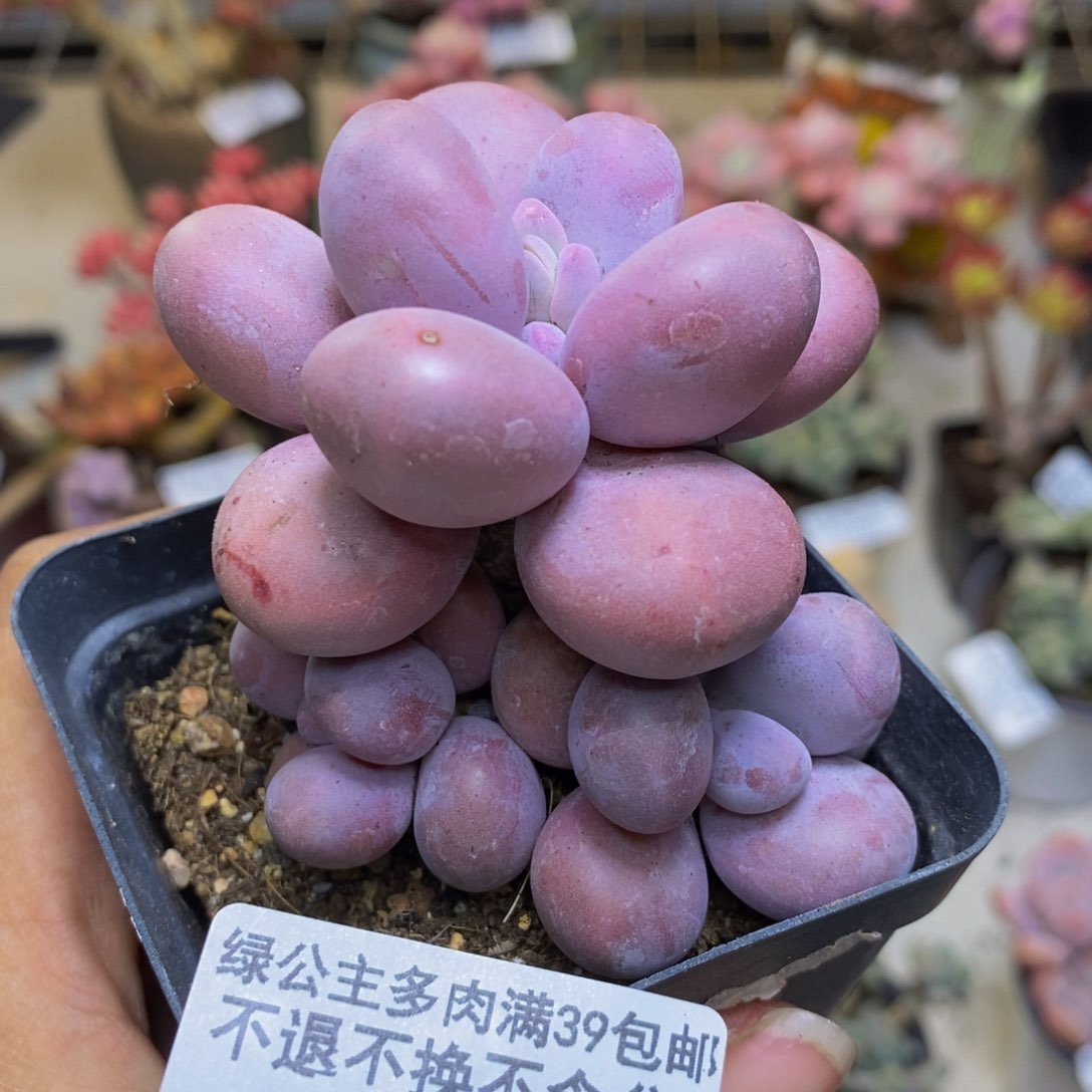 115橙奶多肉肉6c m