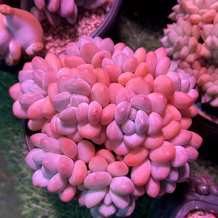 多肉植物 香水自然群