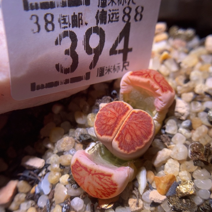 Sss精品生石花394