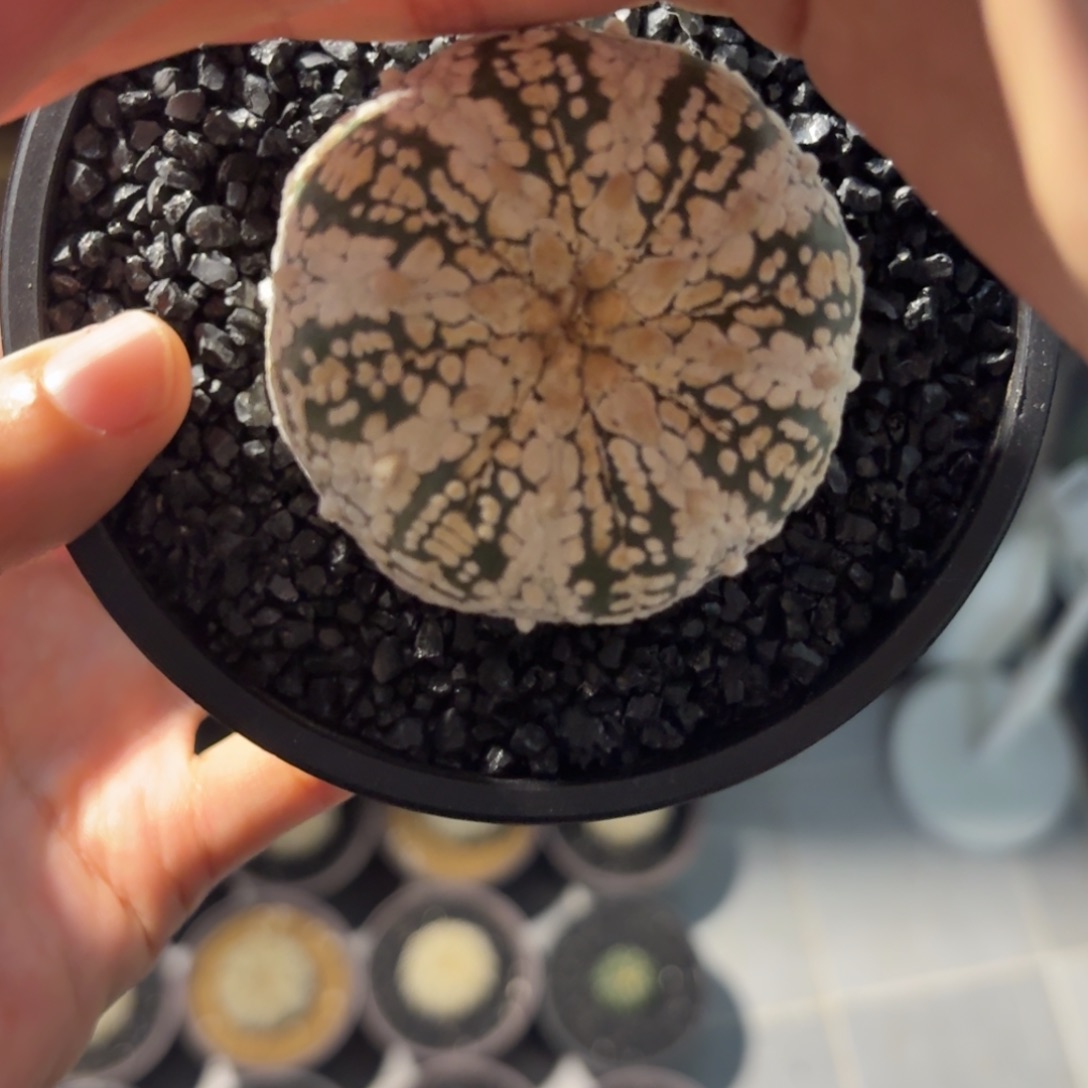 北村奇迹带盆土日系实生