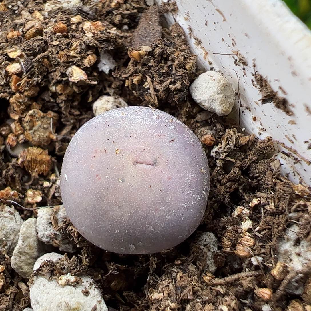 V嘴一颗包邮……………………………