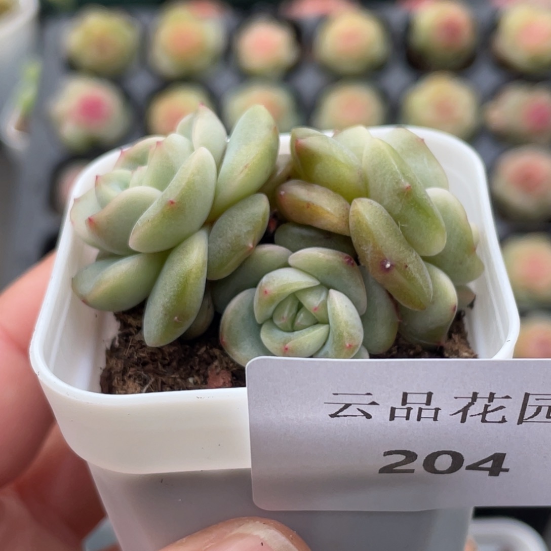 喵***喵204号糖心冰心珍妮 云景珍妮