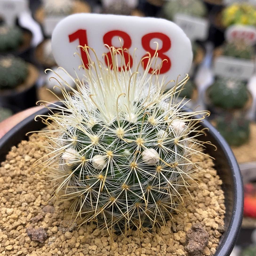 开播后我也想特价来了