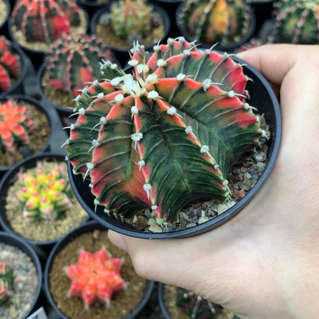 仙人球米哈牡丹锦