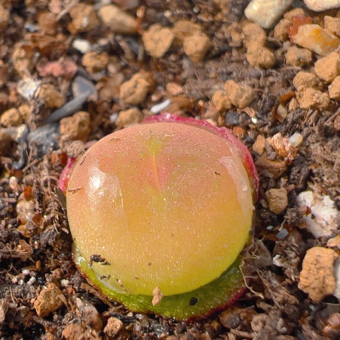 127多肉植物百科知识