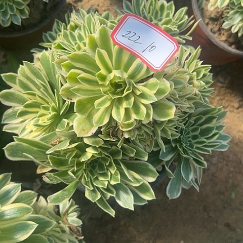 多肉植物金丝222