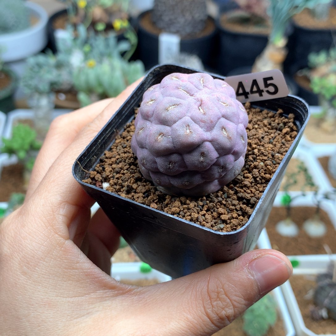 自根习志野仙人球带盆