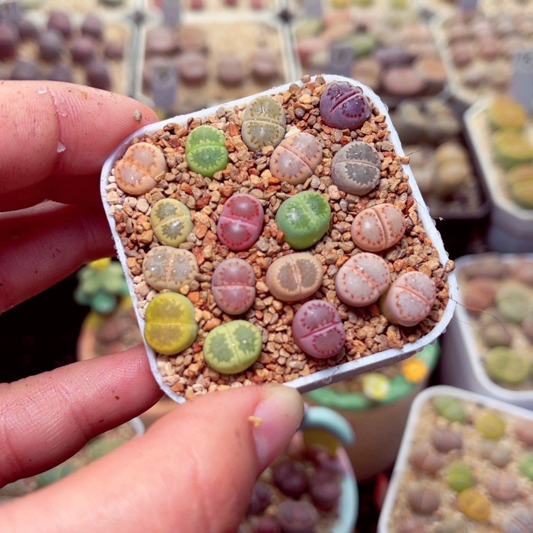 394号带盆盆包邮发货