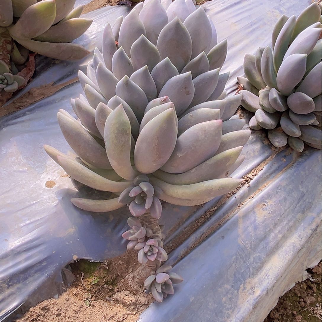 胖美人一个带崽，零下温度必拍保温棉