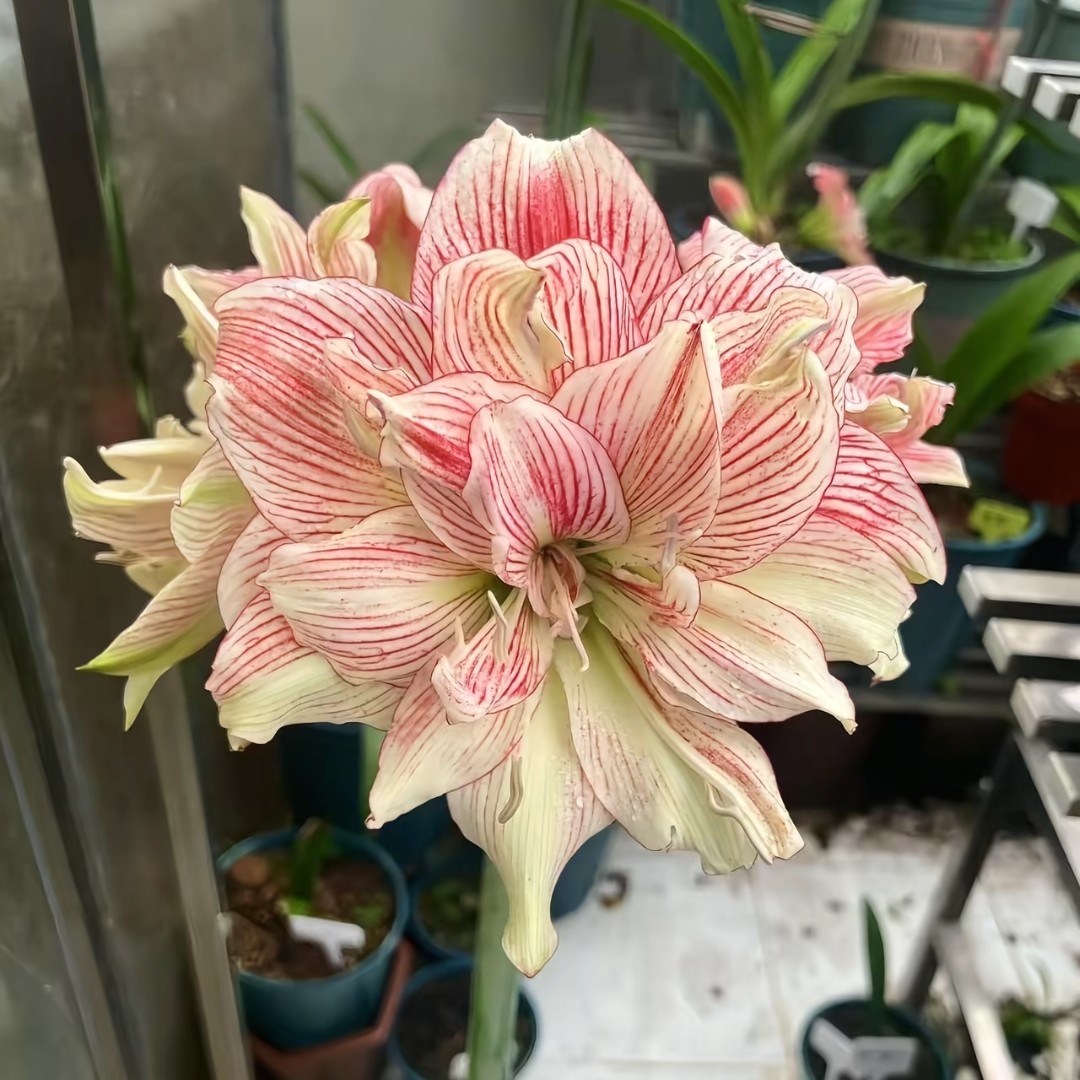 朱顶红-台朱神魂颠倒，开花好看，爱生，包对版不包后期养护