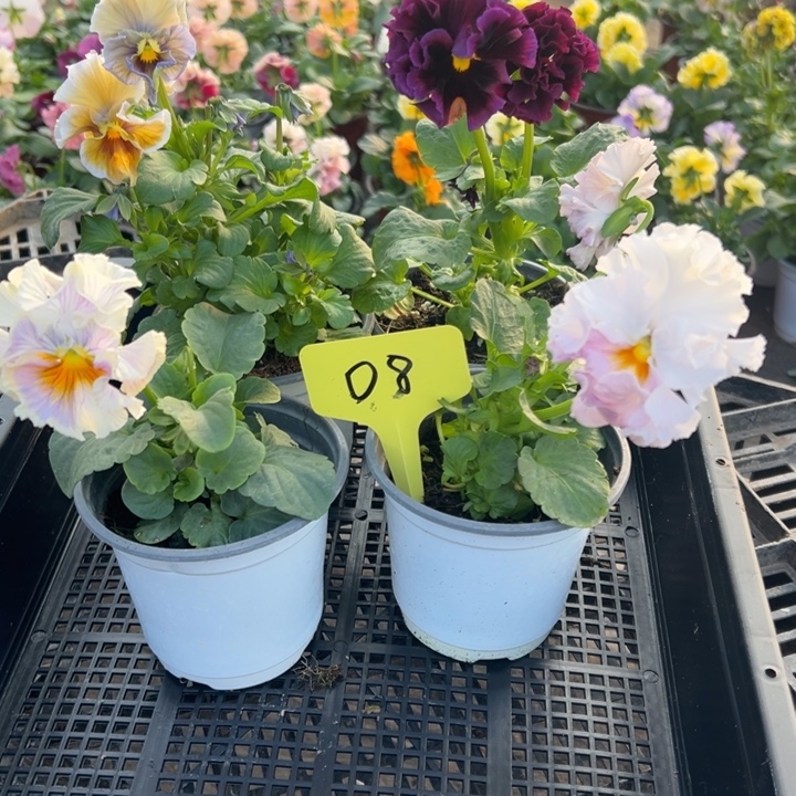 当前无花朵，栽培后可花朵角瑾08无售后