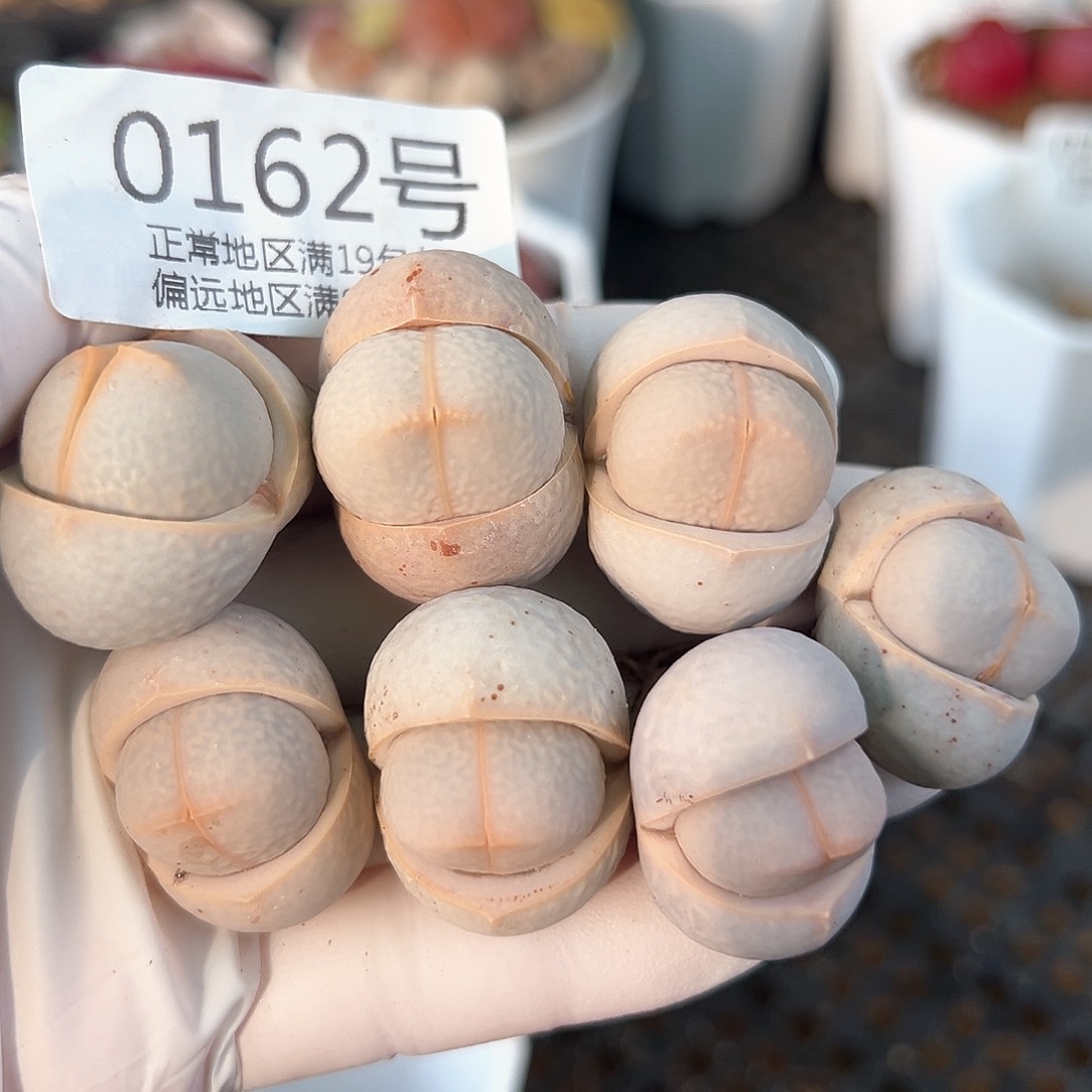 0162四年高尔夫7颗2.5cm+