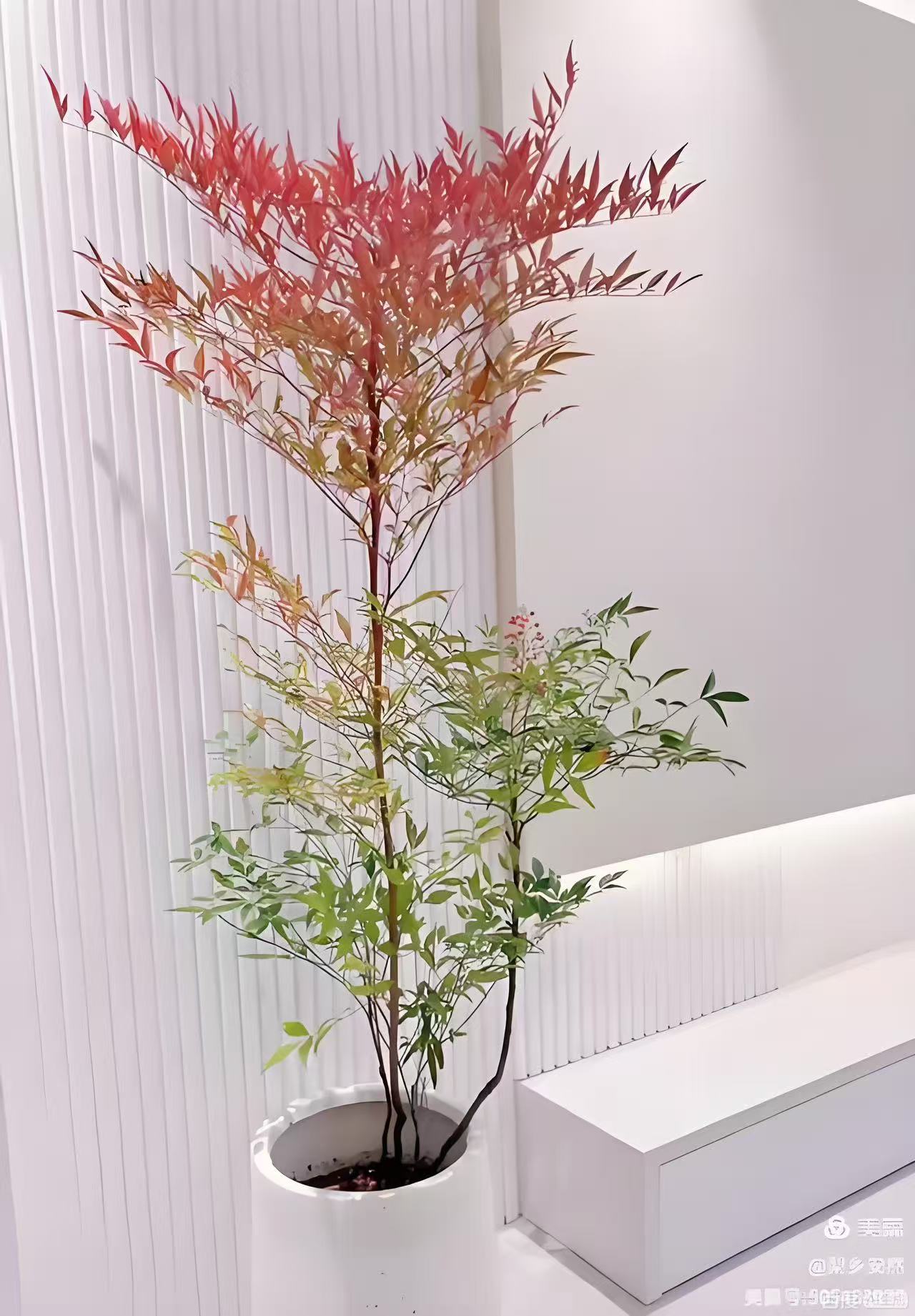 多彩四季造景树【南天竹】庭院室内自然优美带土发货