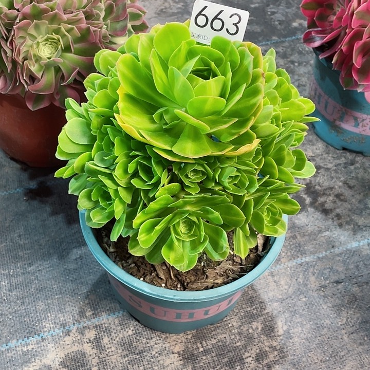 663翡翠琉璃 冠幅23