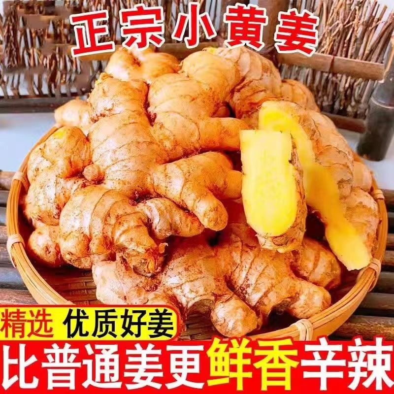 云南小黄姜新鲜现挖老姜山地种植辛辣浓郁蔬菜