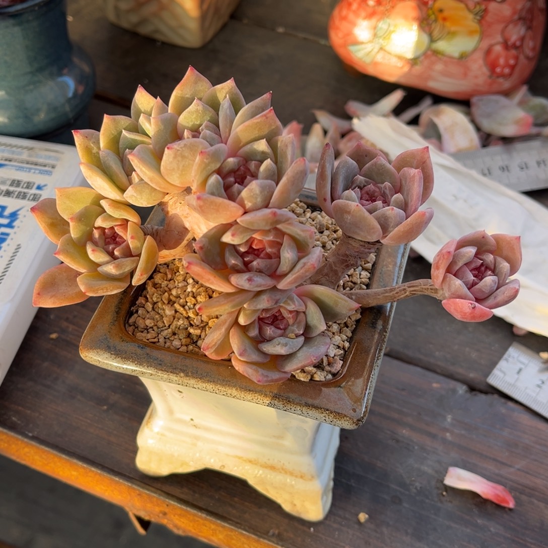 无***虑冰魄朵朵缀老桩自然群