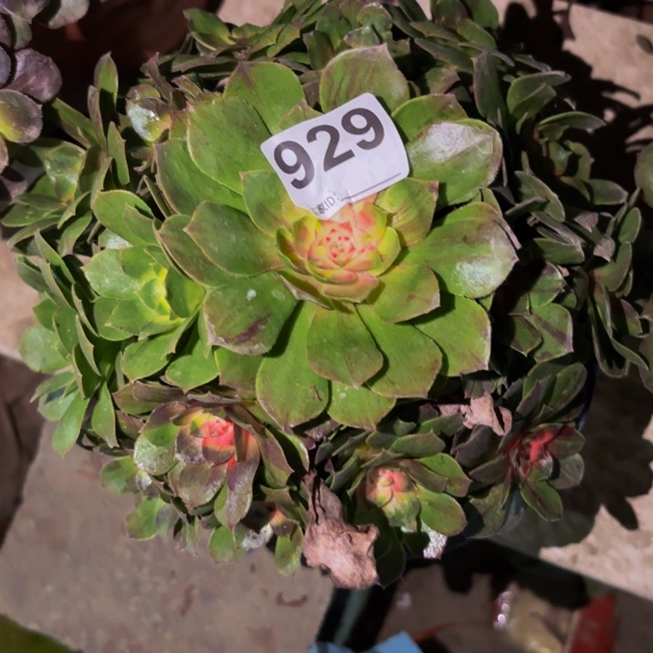 929花月夜科技锦多肉植物不售后